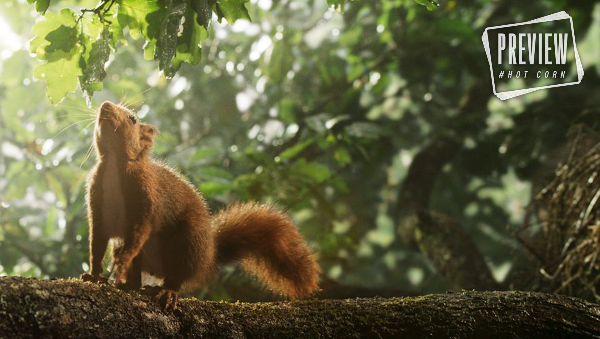 Heart of Oak | Una quercia per un grande documentario naturalistico