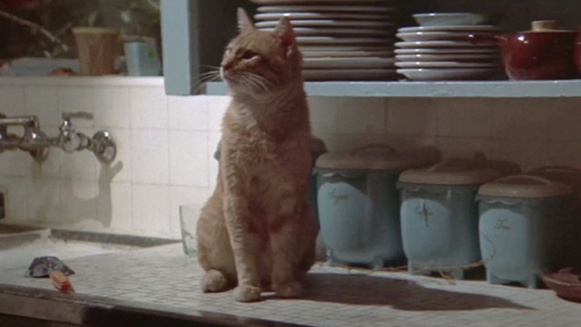 Il gatto soriano di Marlowe che del prologo de Il lungo addio è il protagonista assoluto