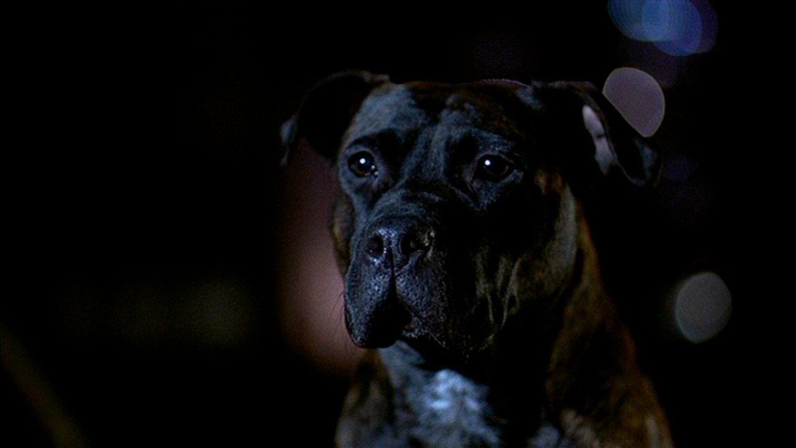 Nei cinema italiani Ghost Dog - Il codice del samurai è stato distribuito il 14 gennaio 2000