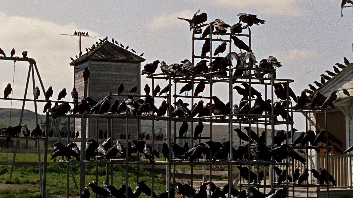 La scena madre dell'invasione degli uccelli nel cortile della scuola 