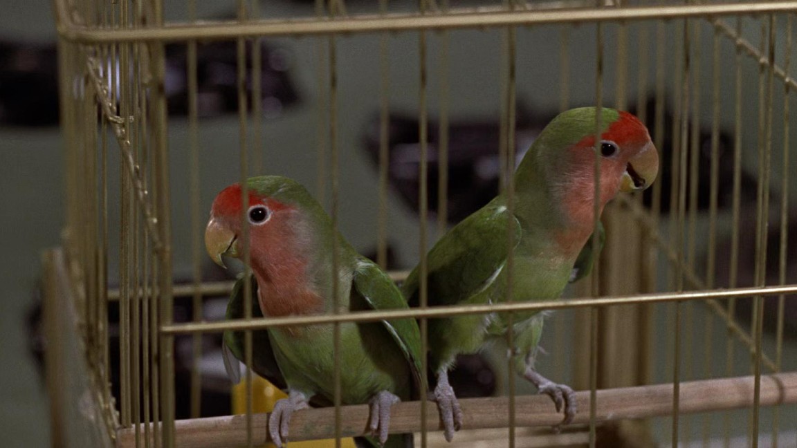 Una coppia di inseparabili appare nella scena iniziale del negozio di animali