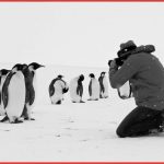 Una scena di Viaggio al Polo Sud, un documentario di Luc Jacquet, dal 13 giugno al cinema con Movies Inspired