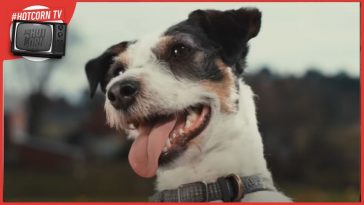 Un estratto dal trailer di Nella Mente di un Cane, un documentario Netflix, disponibile dal 9 agosto