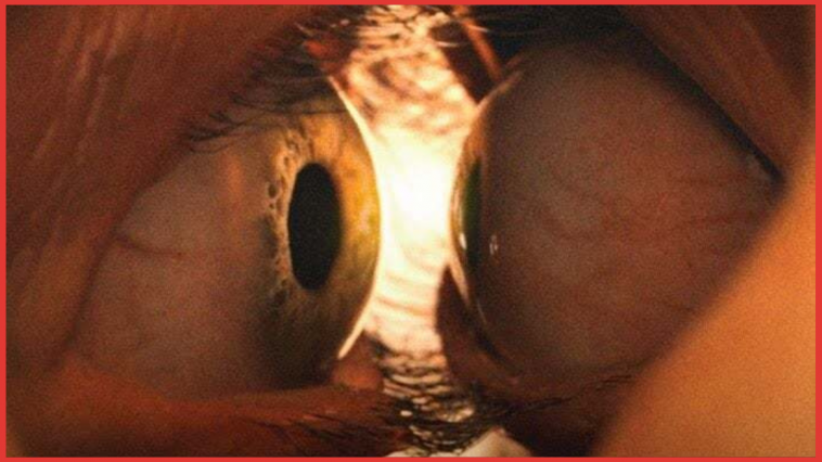 10 Body Horror Films Centered on Women That Will Make You Hate Your Body cover image